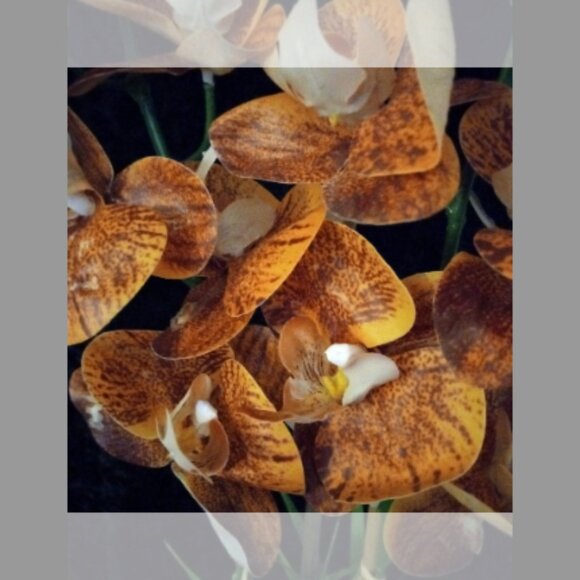 COPY - Artificial Orange Mokara Orchid - Picture 4 of 9